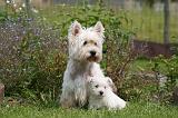WESTIE 525